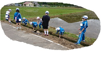 水田の水路で生き物を探しています