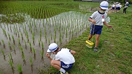 田んぼの生き物を探しています