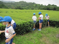 茶摘みをしている子どもたち