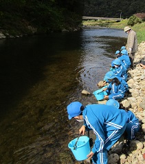 サケの幼魚を周布川に放流しています。