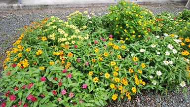 これは隣りにある花壇です。オレンジ色の花を見て元気に