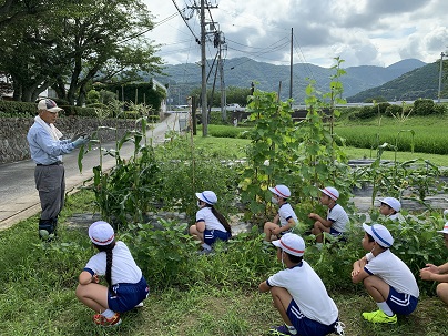 野菜の収穫の仕方を教えてもらっています。