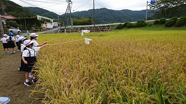 たわわに実る稲穂の前で、むしとり網を手にしているこどもたち。