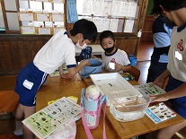 資料を見ながらどんな生き物か調べています。