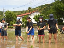 水田の中で，稲の苗を手に持ち，一列に並ぶ児童生徒。