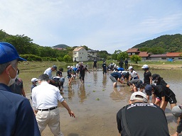 地域の方の指導のもと，植えています。