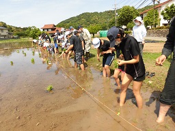 紐に沿って等間隔に苗を植えています。