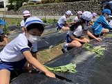 畝の前で一列に等間隔で並んで苗を植えます。