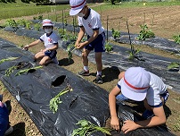 両手でやさしく穴を開け、苗を植えようとしています。