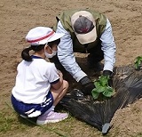 地域の方が苗を植えられるところをしっかり見つめています