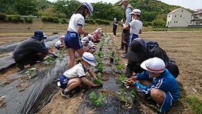 子どもたちが，それぞれ自分の苗を植えています