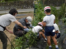 支柱を立てて茎が折れないように結びつけています