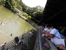 池に浮かぶ水鳥に餌をあげている子どもたち