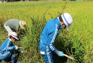 鎌で稲を刈っています。