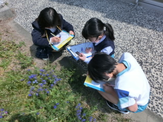 春の草花の観察