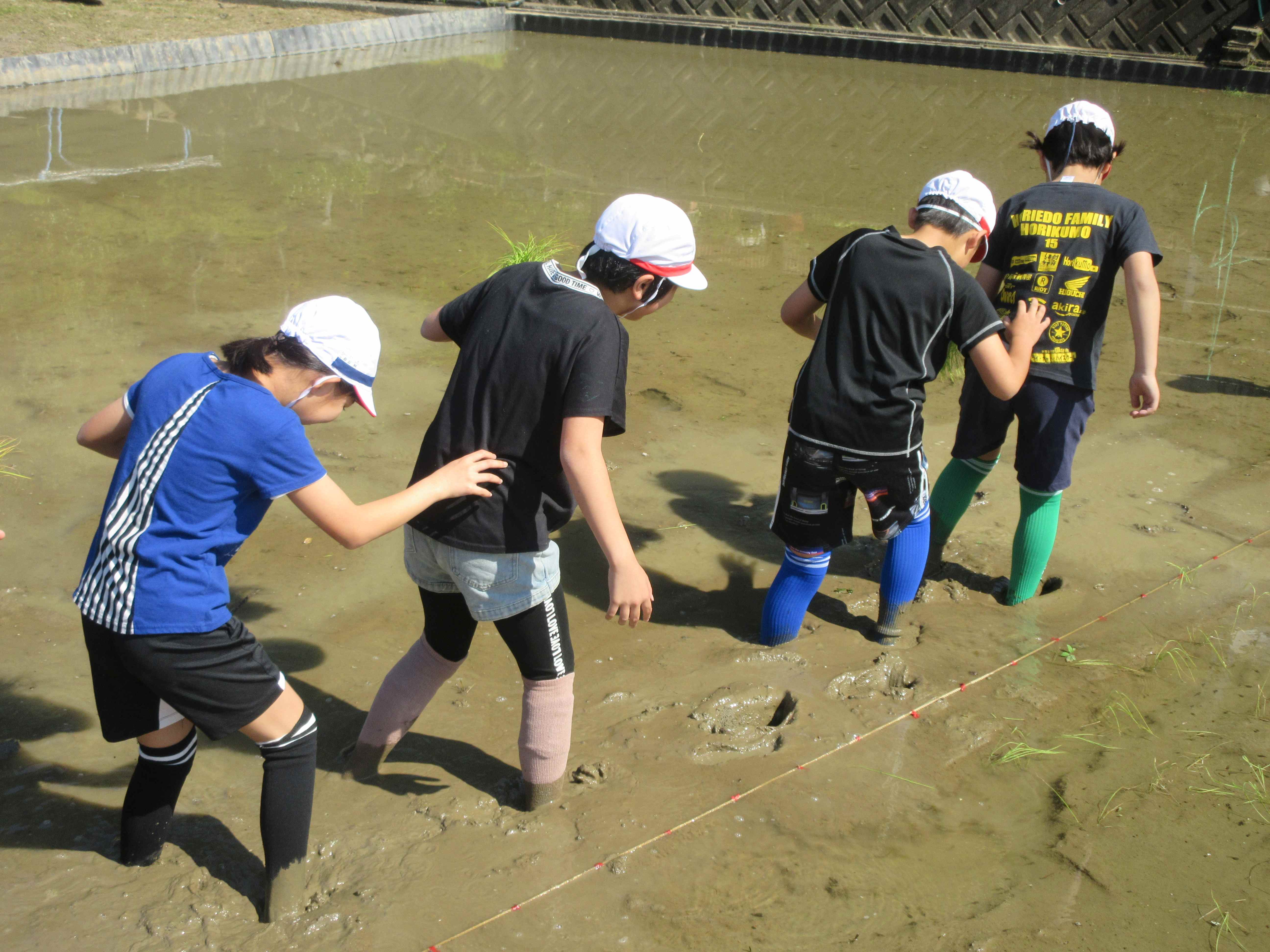 260514 田植え体験（5年） | 三隅小学校