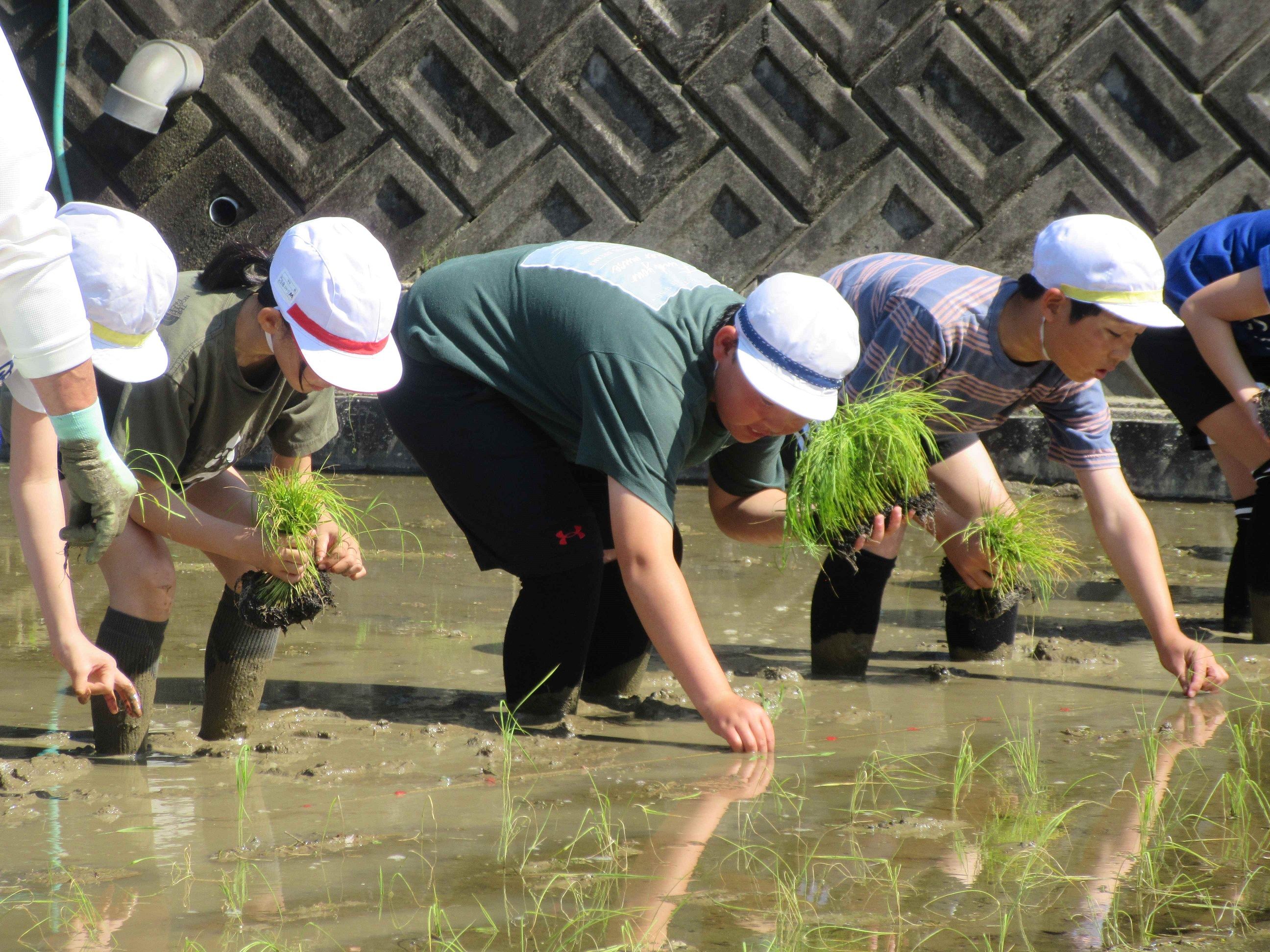260514 田植え体験（5年） | 三隅小学校