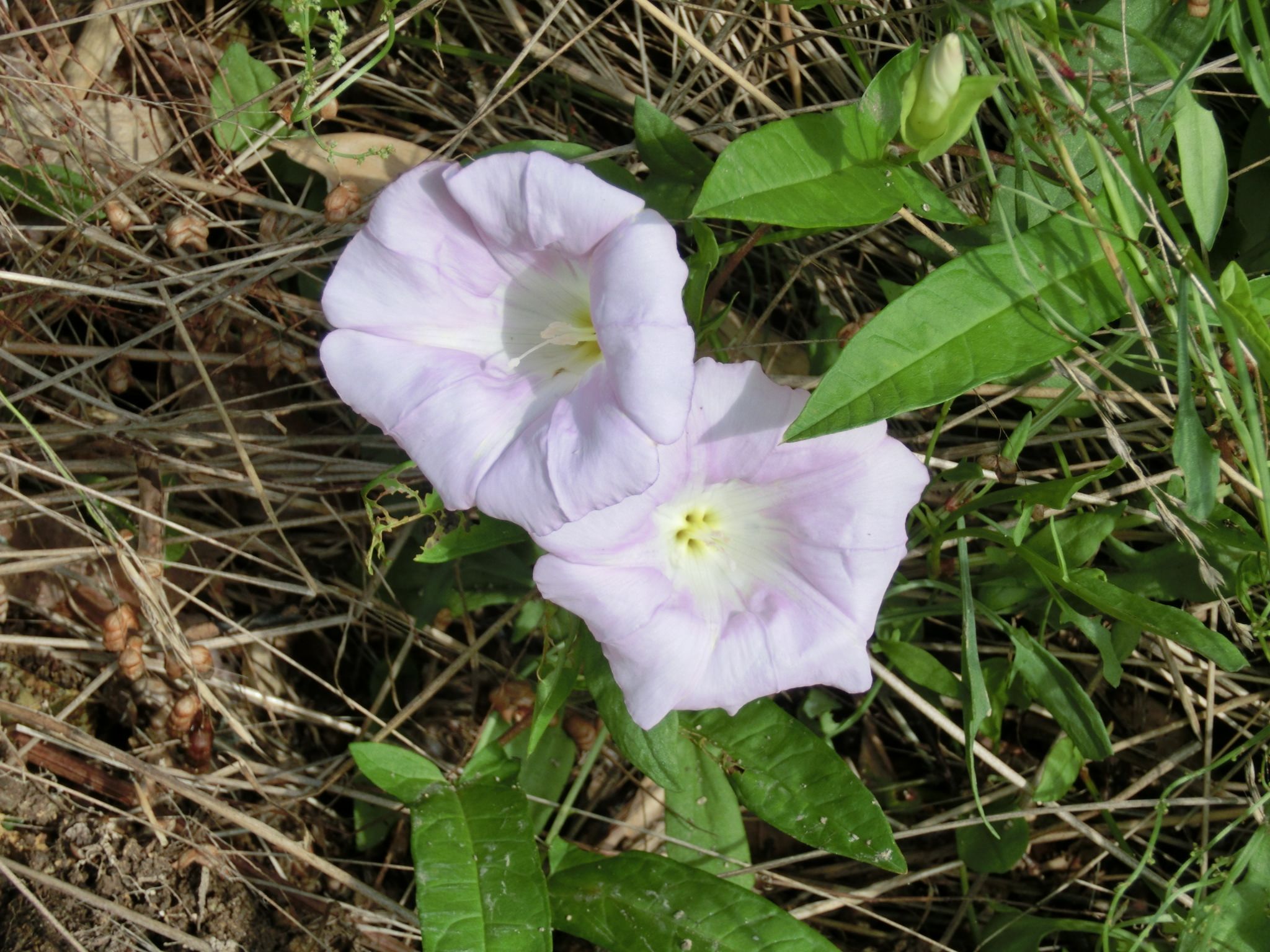 ２