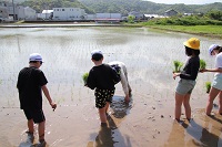 田植え03