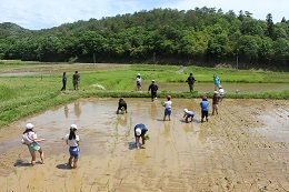 田植え
