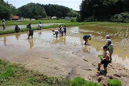 田植え